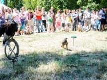 Ambianţă Zilele Sf. Ladislău