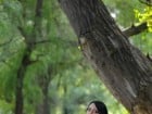 Andreea