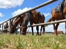 Călărie Il Cavallino