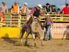 Campionat European de Rodeo