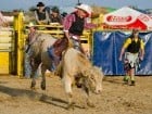 Campionat European de Rodeo