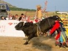 Campionat European de Rodeo