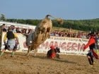 Campionat European de Rodeo