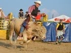 Campionat European de Rodeo