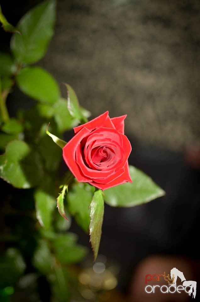 Chef şi veselie în Club Life, 