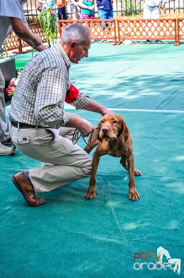 Expozitie canina, Oradea