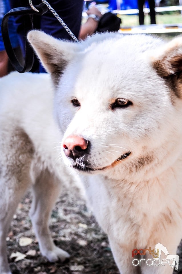 Expozitie canina, Oradea