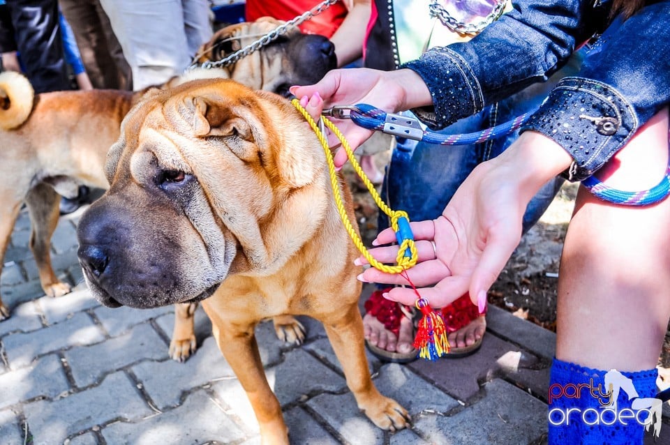 Expozitie canina, Oradea