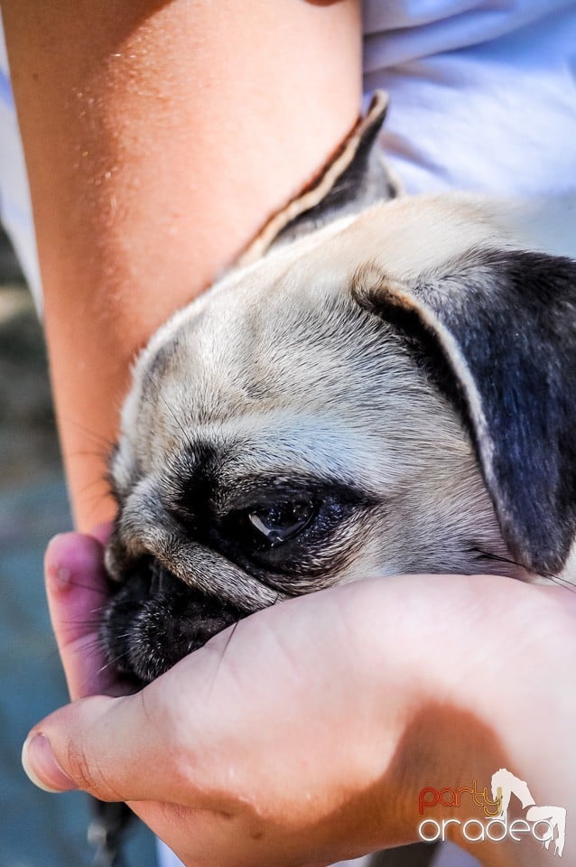 Expozitie canina, Oradea