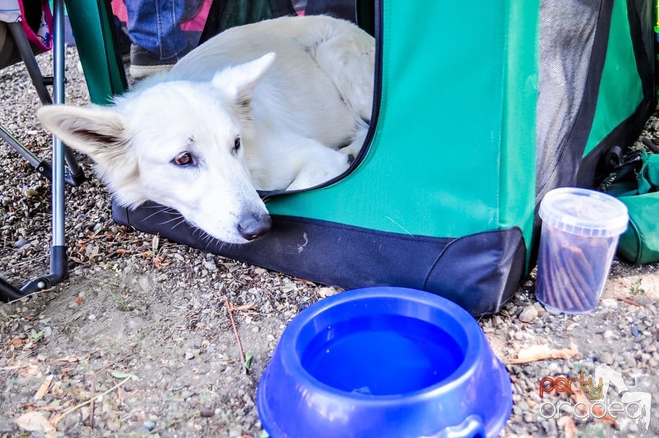 Expozitie canina, Oradea