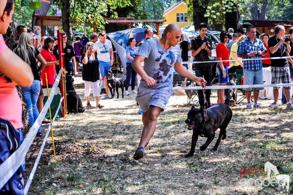 Expozitie canina, Oradea