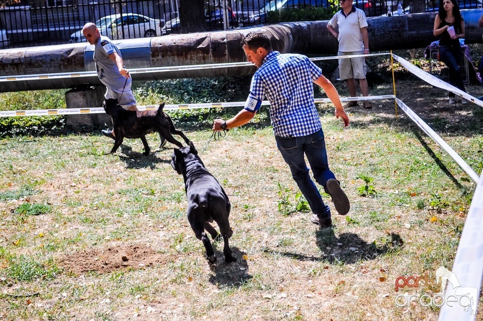 Expozitie canina, Oradea