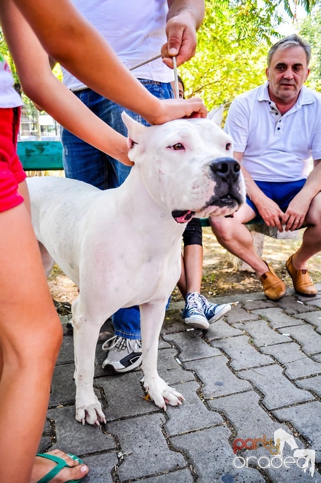 Expozitie canina, Oradea