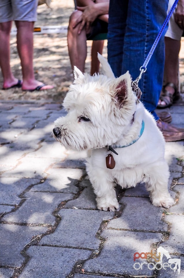 Expozitie canina, Oradea