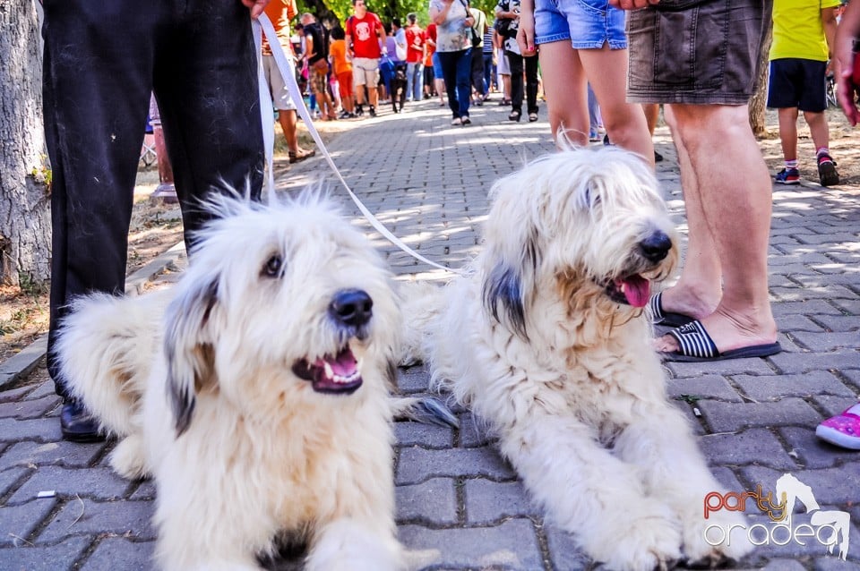 Expozitie canina, Oradea