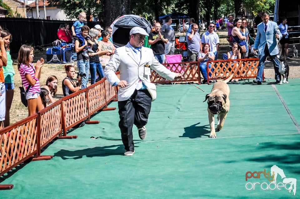 Expozitie canina, Oradea