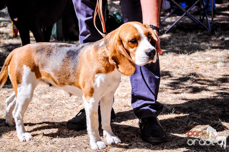 Expozitie canina, Oradea