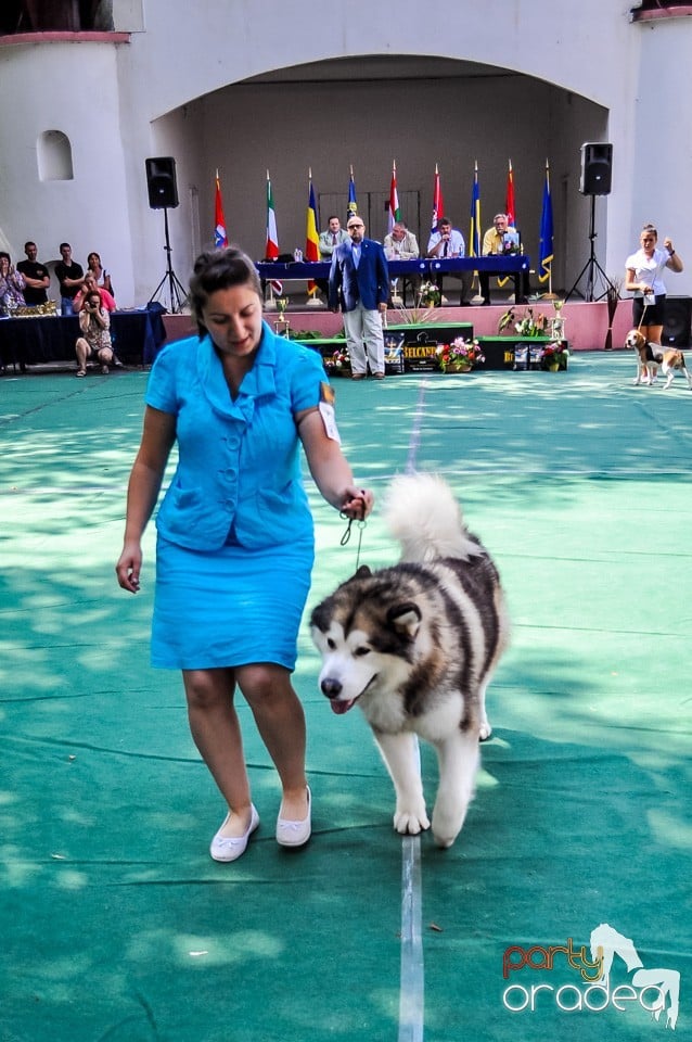 Expozitie canina, Oradea