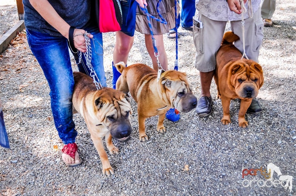 Expozitie canina, Oradea