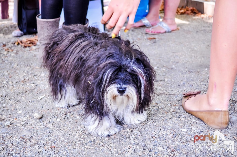 Expozitie canina, Oradea