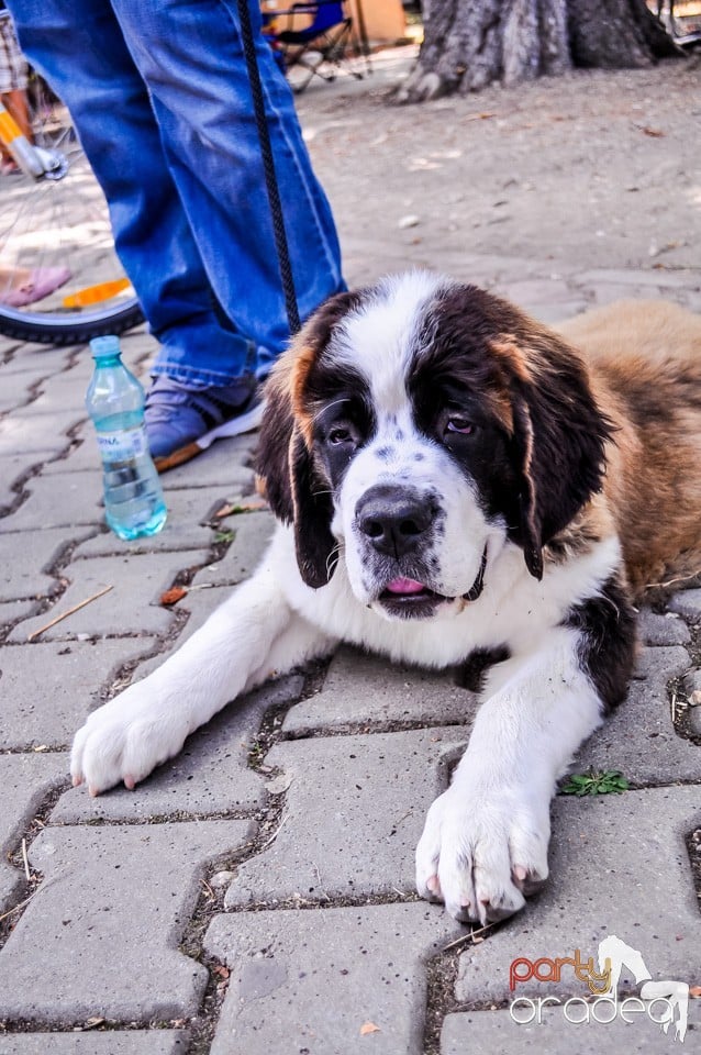 Expozitie canina, Oradea