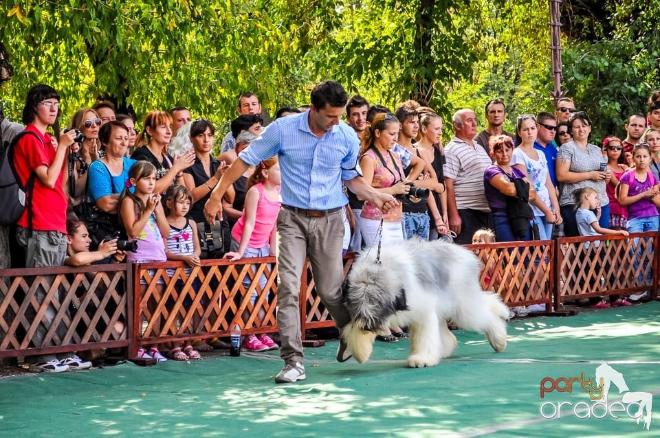 Expozitie canina, Oradea