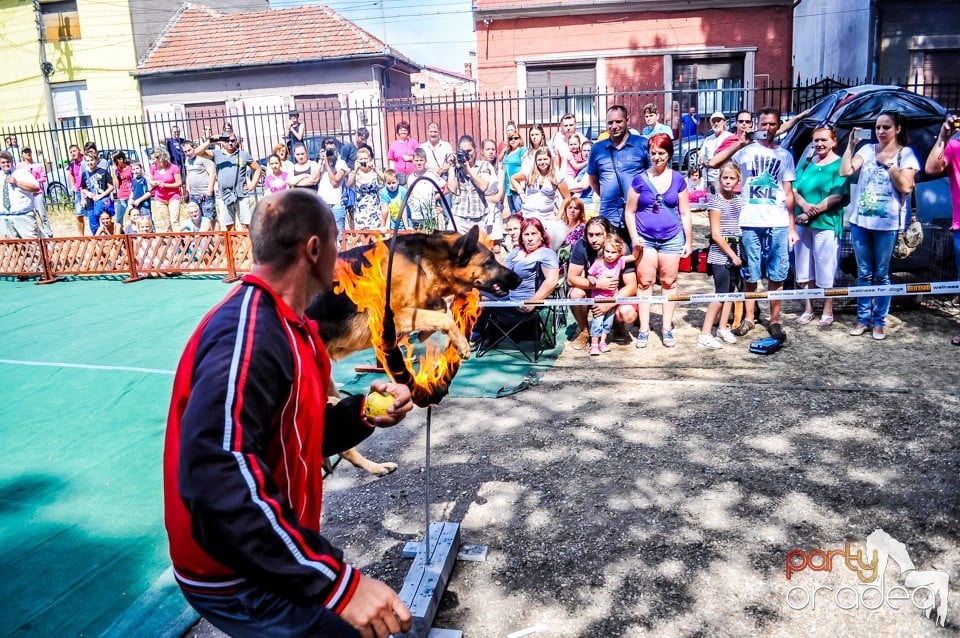 Expozitie canina, Oradea