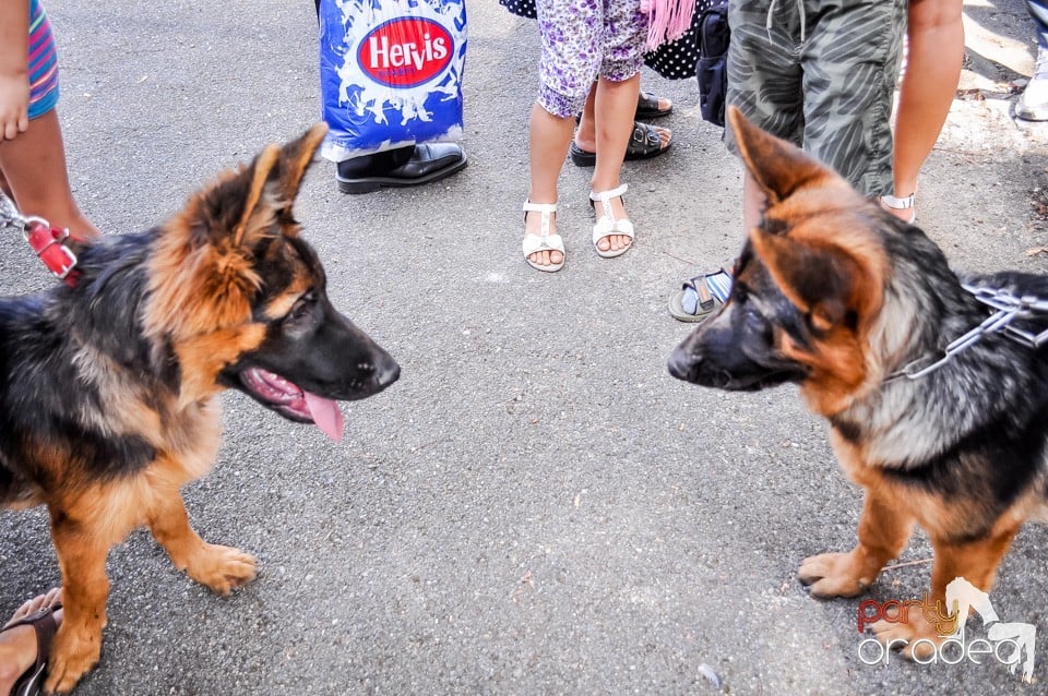 Expozitie canina, Oradea