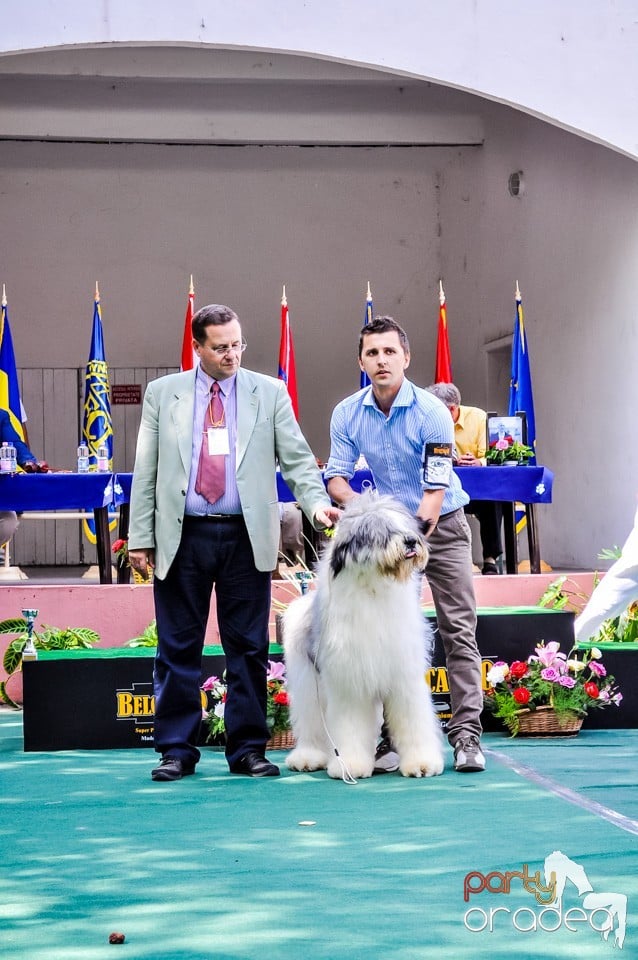 Expozitie canina, Oradea