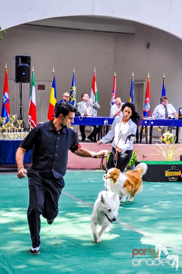 Expozitie canina, Oradea