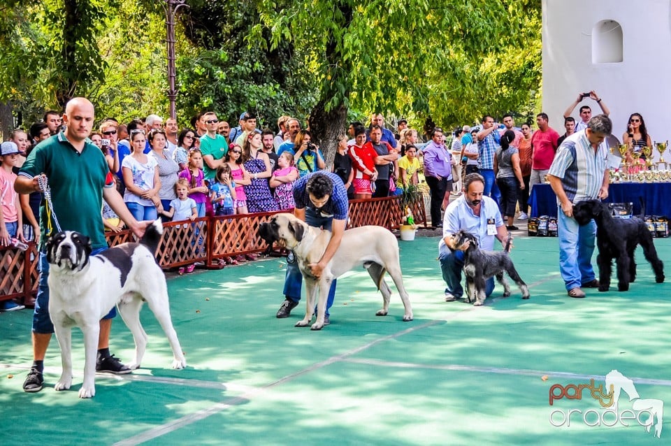 Expozitie canina, Oradea