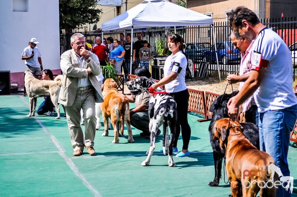 Expozitie canina, Oradea