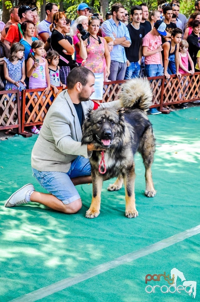 Expozitie canina, Oradea