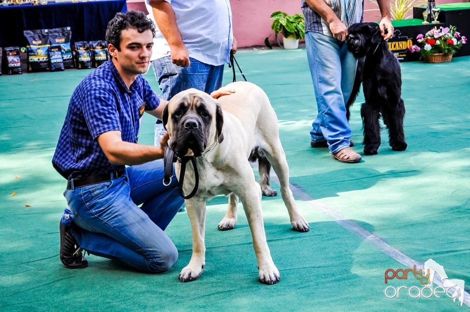 Expozitie canina, Oradea