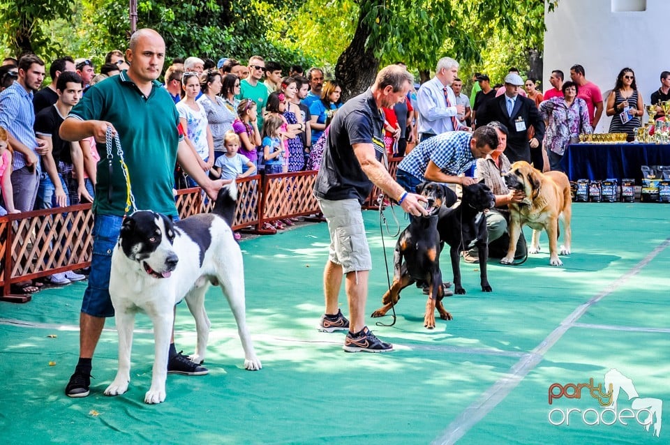 Expozitie canina, Oradea