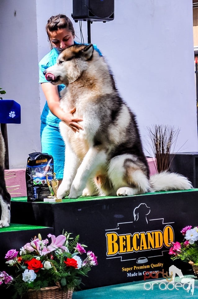 Expozitie canina, Oradea