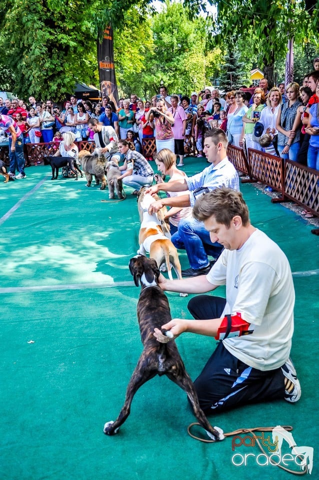 Expozitie canina, Oradea