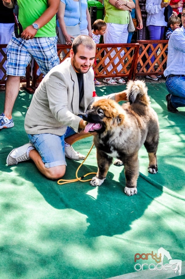 Expozitie canina, Oradea