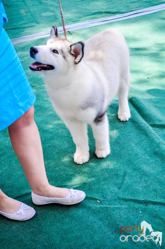 Expozitie canina, Oradea