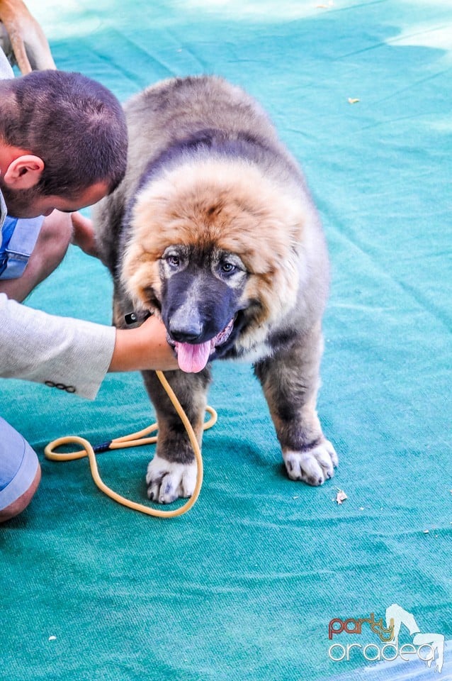 Expozitie canina, Oradea