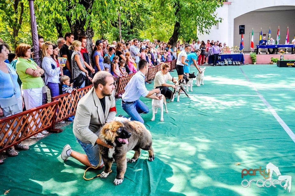 Expozitie canina, Oradea