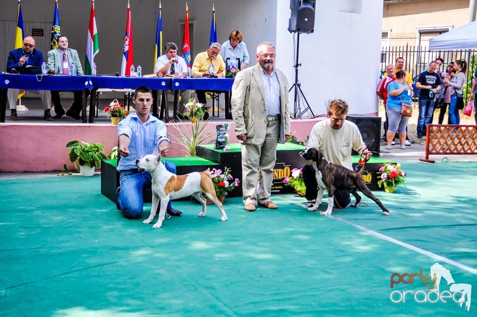 Expozitie canina, Oradea