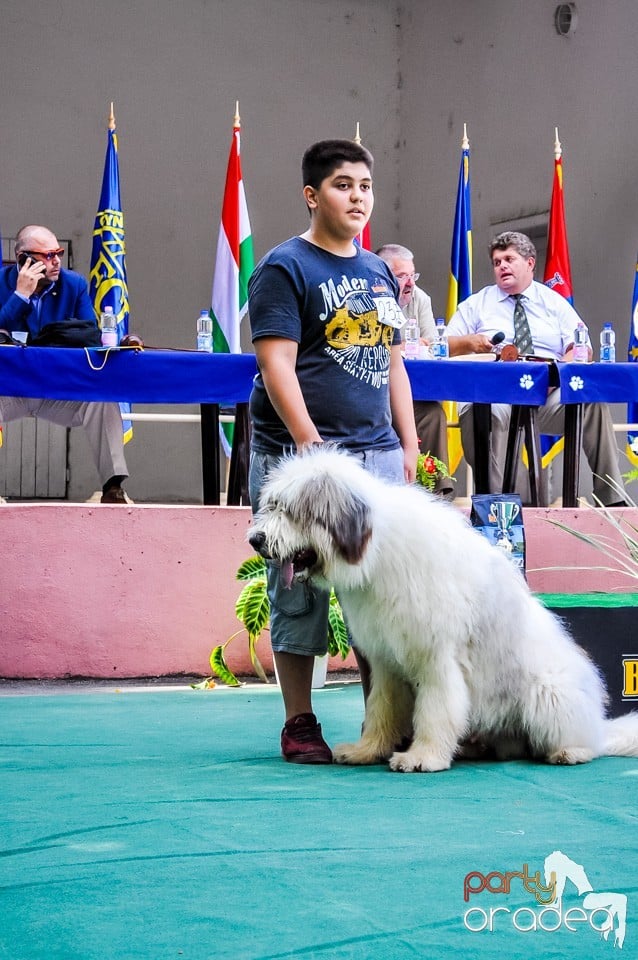 Expozitie canina, Oradea