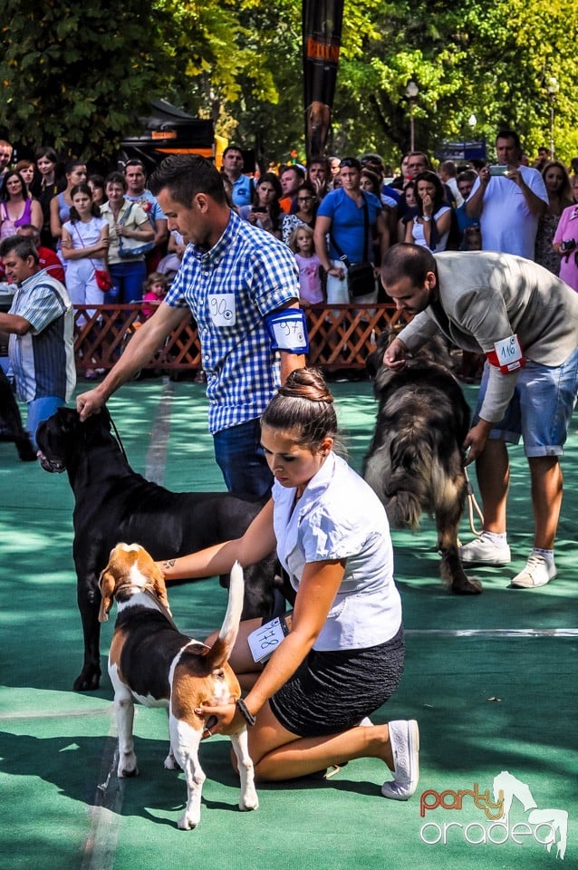 Expozitie canina, Oradea