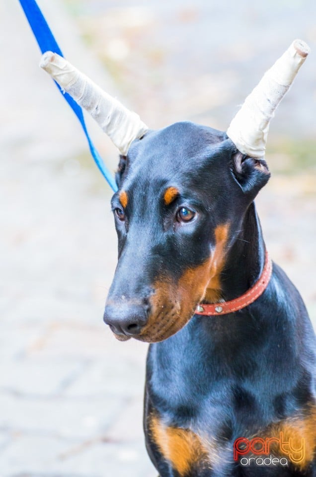 Expoziţie canină, Oradea