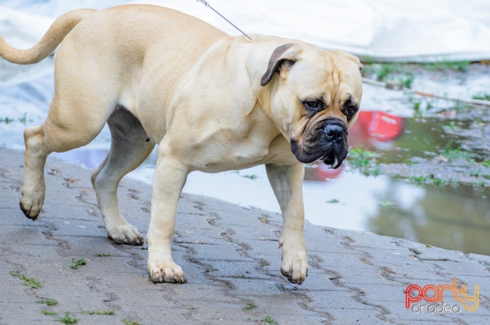 Expoziţie canină, Oradea