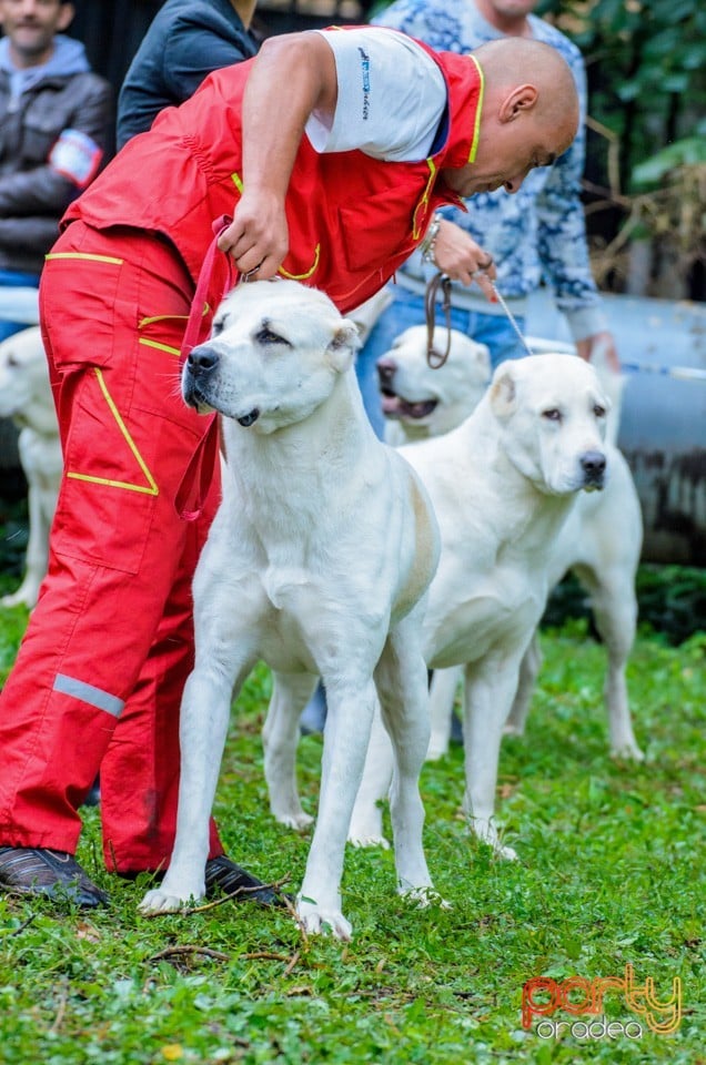 Expoziţie canină, Oradea