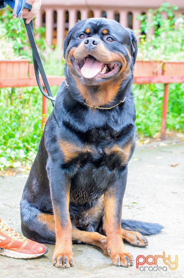 Expoziţie canină, Oradea