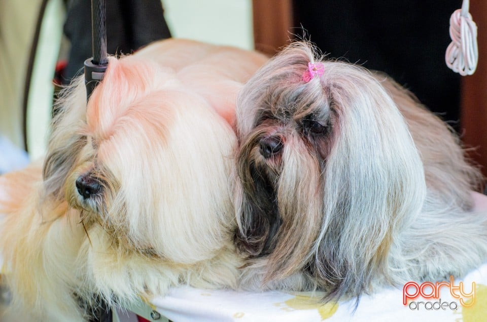 Expoziţie canină, Oradea