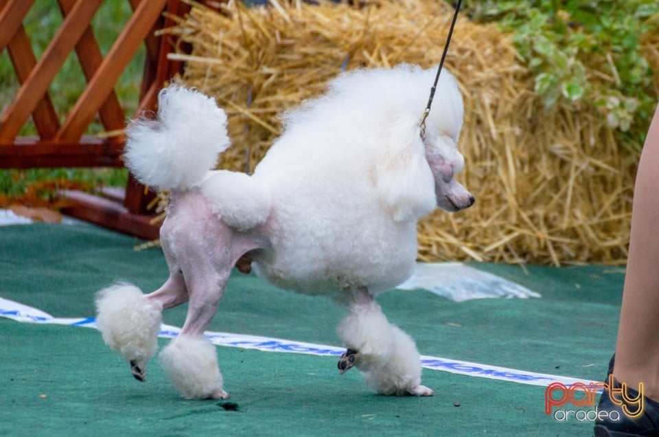 Expoziţie canină, Oradea